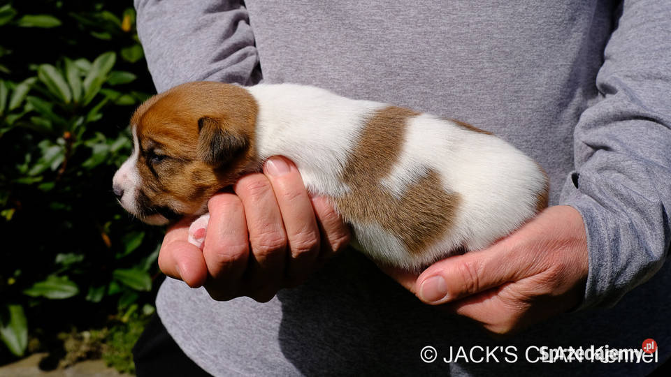 Jack Russell Terrier gładkowłosy ZKwP FCI Andrychów