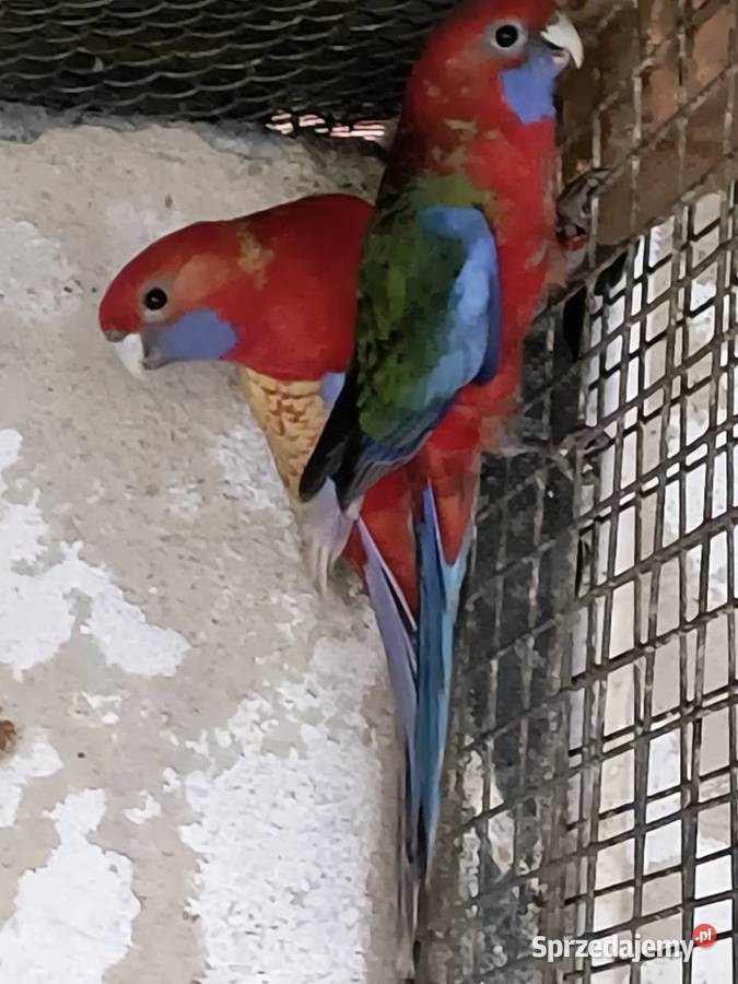 Rozella królewska i białolica Ptaki śląskie Czerwionka-Leszczyny