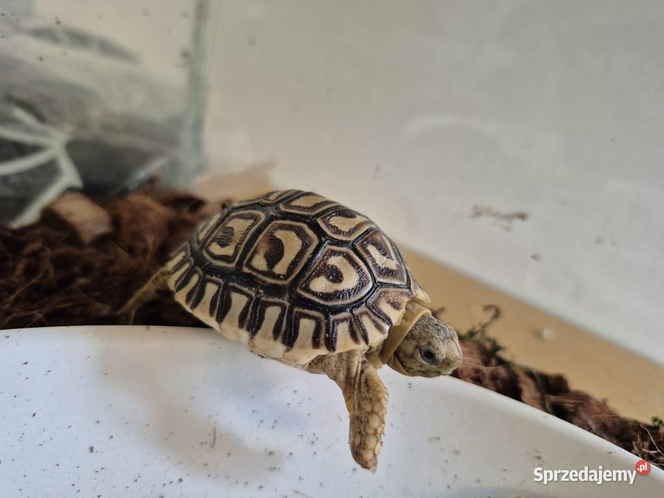 Żółw Lamparci Gady i płazy Jawor