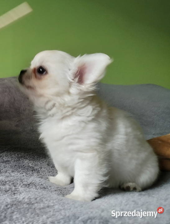 Chihuahua maleńki piesek Chihuahua Konin