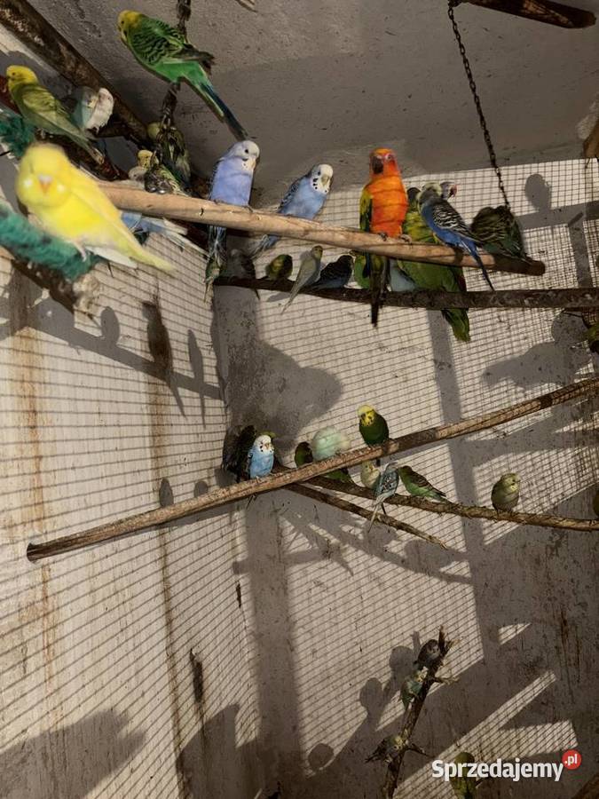 Papugi faliste młode i pary lęgowe zwykłe i Zwierzęta Gdów