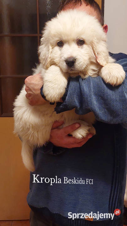 Szczeniaki Polski Owczarek Podhalański podkarpackie Rzeszów