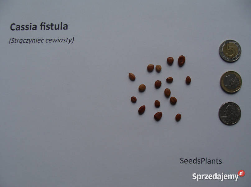 STRĄCZYNIEC CEWIASTY Cassia fistula NASIONA 600 kujawsko-pomorskie Lubanie sprzedam