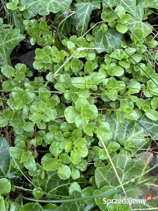 Rozchodniki Aleksandrów Łódzki