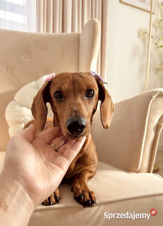 Śliczny piesek Jamnik miniaturka Kraków sprzedam