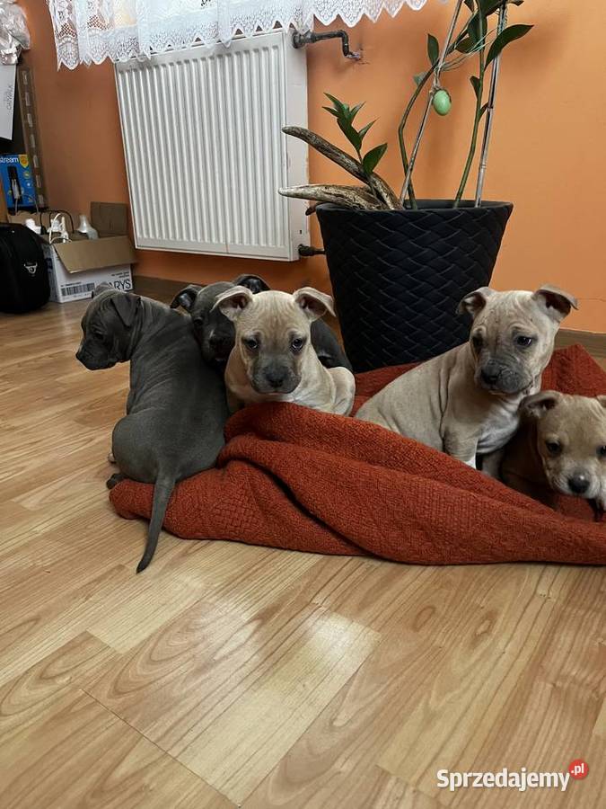 Sprzedam Amstaff lubelskie Jastków