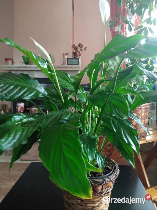 Skrzydłokwiat duży roślina domowa Nowy Sącz sprzedam
