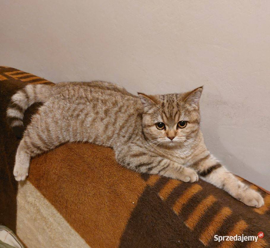 Kotka brytyjska złota ticked Brytyjski Zawiercie sprzedam