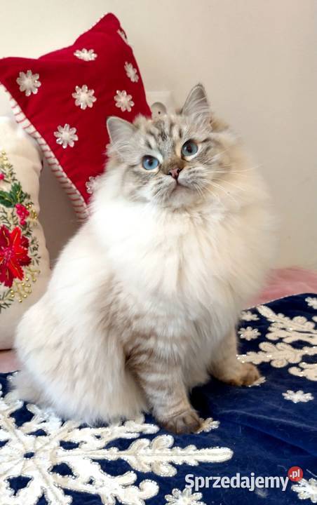 Kotka ragdoll 11 miesięcy Wrocław Zwierzęta