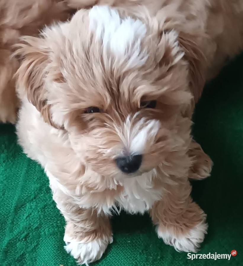 Sprzedam pieski rasy maltipoo z metryka Andrychów sprzedam
