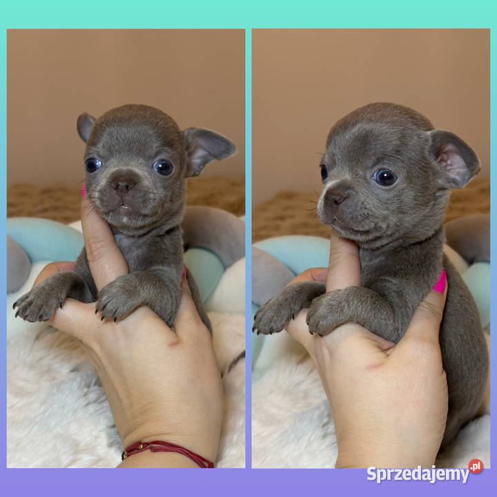 Reproduktor chihuahua Lilac badania DNA Bełchatów