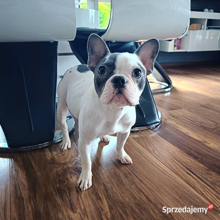 Buldog francuski suczka