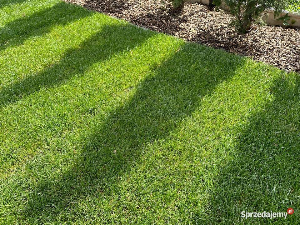 Trawa z rolki trawnik z rolki hurt i detal