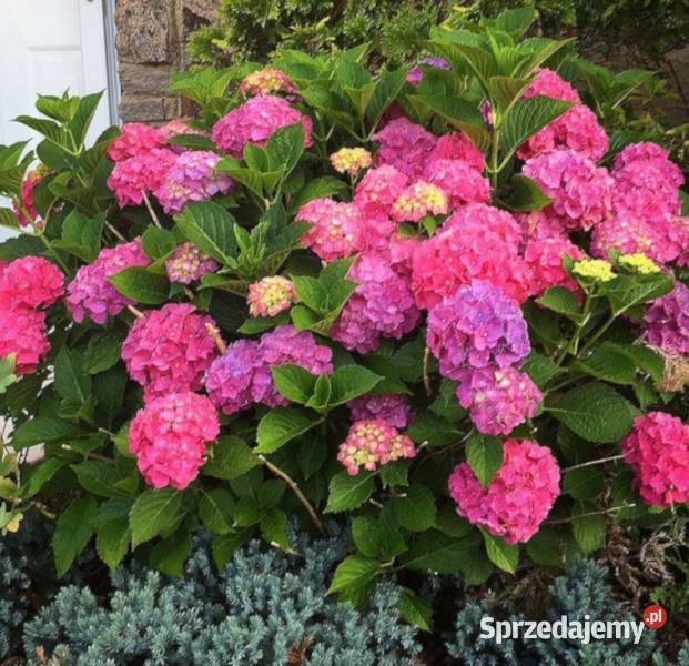 HORTENSJA GLOWING EMBERS sadzonki w doniczkach Ustronie
