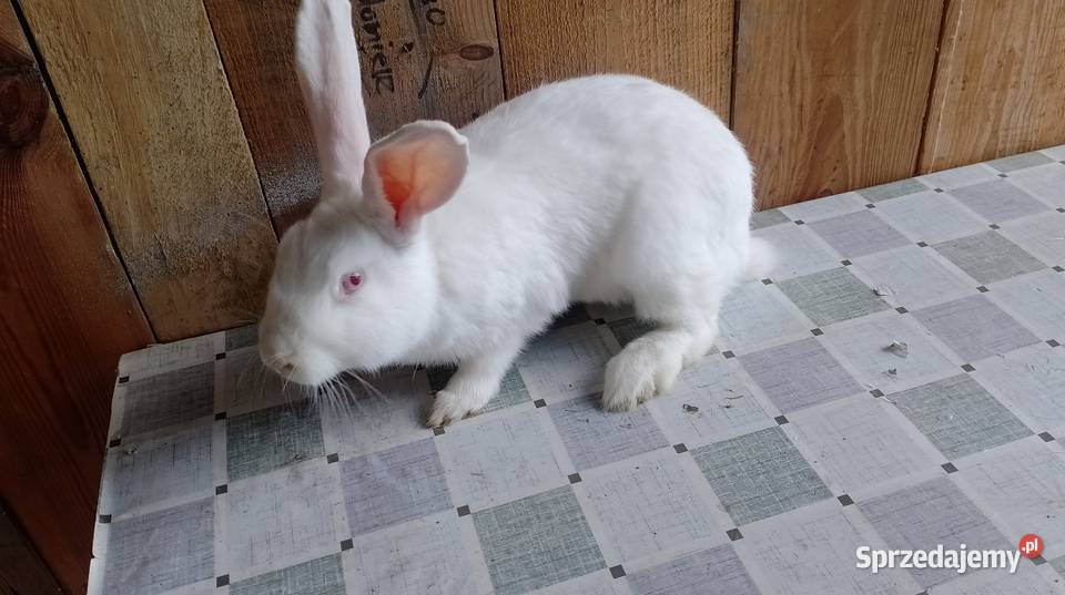 Samica mieszaniec zakocona