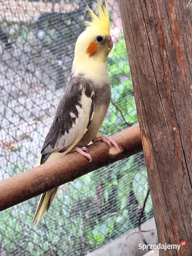 Nimfy młode szeki z 2025roku Szubin