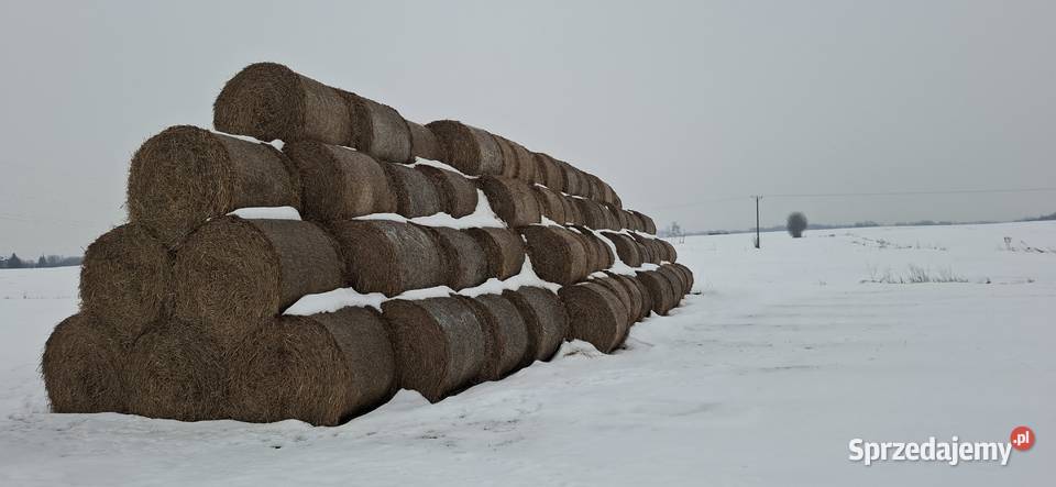 Sprzedam słomę z sezonu 2025 Karmy i pasze lubelskie Łęczna