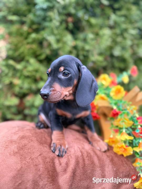 Piękny piesek jamnik miniaturowy czarny