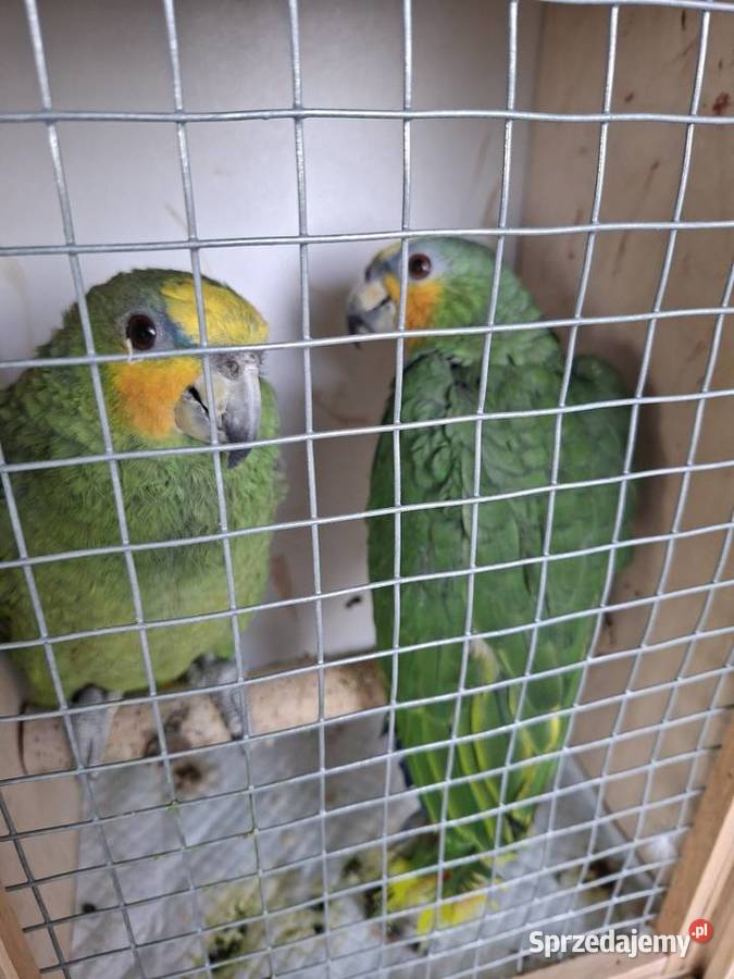 Amazonka venezuelska samiec młody Ptaki śląskie Wilamowice sprzedam