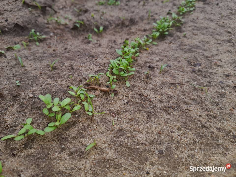 seradela ekologiczna certyfikat Radomsko sprzedam