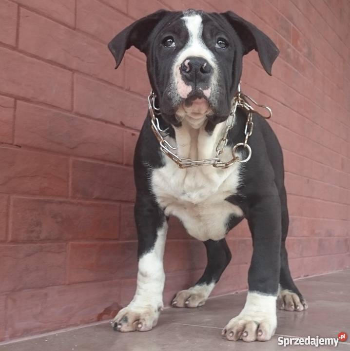 Szczenięta American Amstaff Terrier Amstaf Zielona Góra