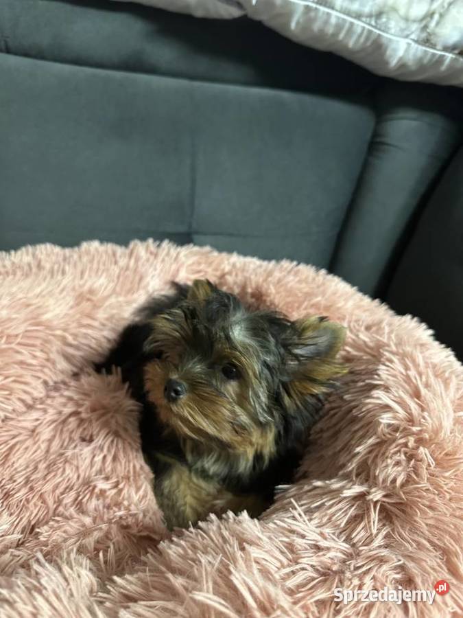 Yorkshire Terrier Wrocław