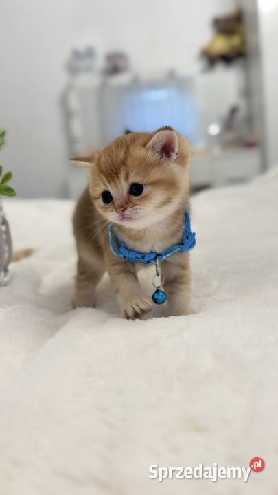 Kotek szkocki złoty Scottish fold Do rezerwacji Wrocław