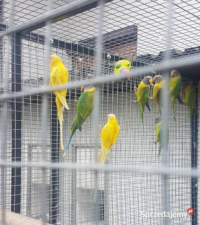 Aleksandretta śliwogłowa sprzedam