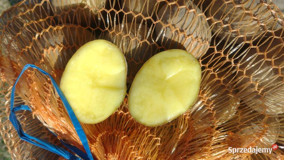 Ziemniaki Vineta sadzeniaki Wojsławice