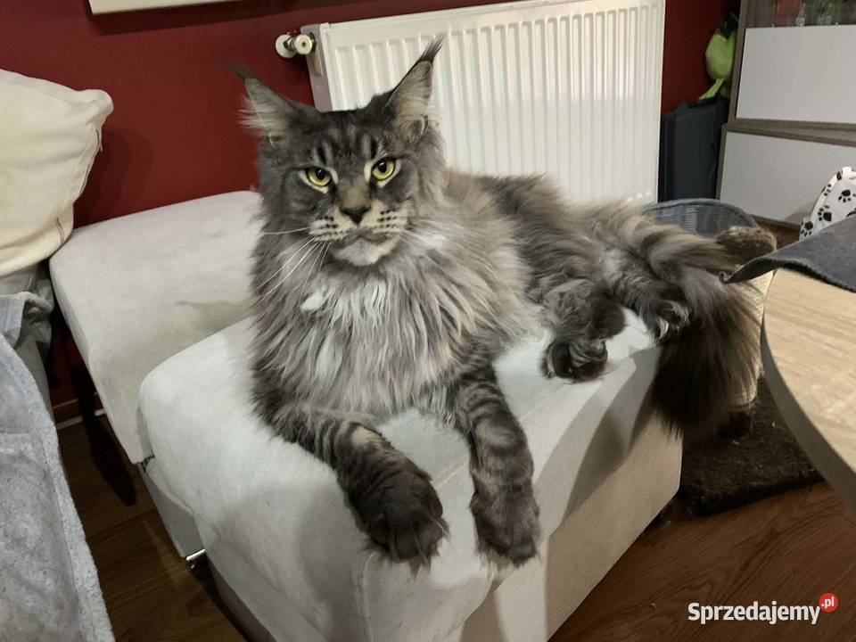 Kocurek Maine Coon kociego behawiorysty Maine Coon Nowa Ruda sprzedam