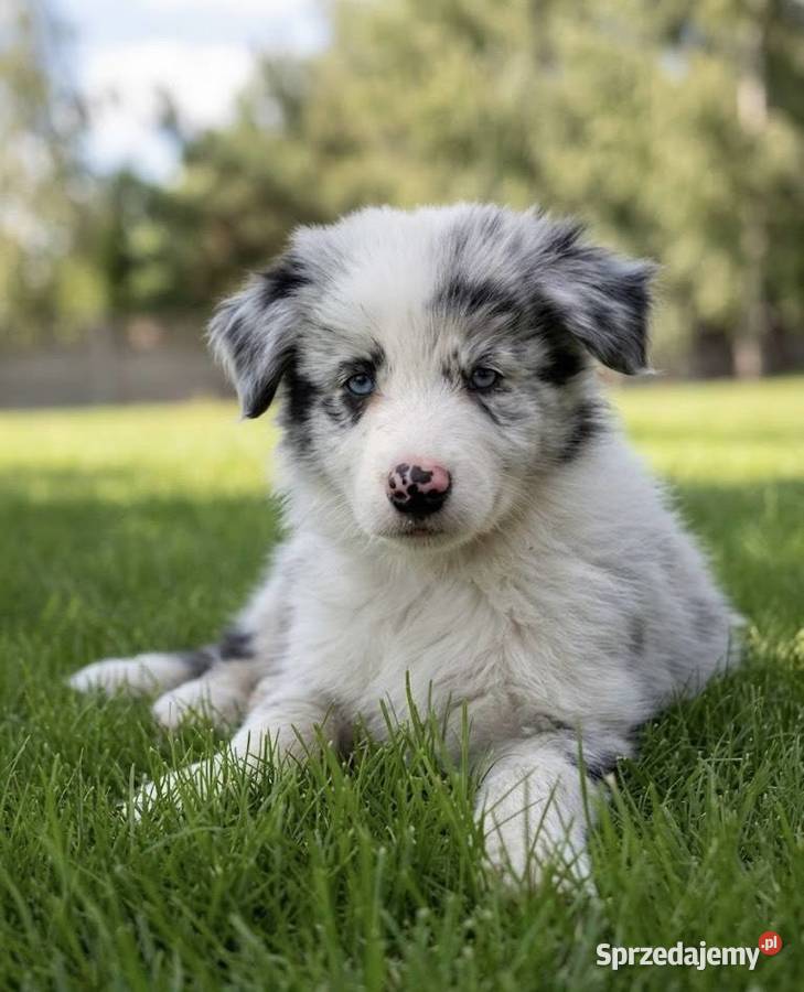 SZCZENIAK BORDER COLLIE Pozostałe Sieradz