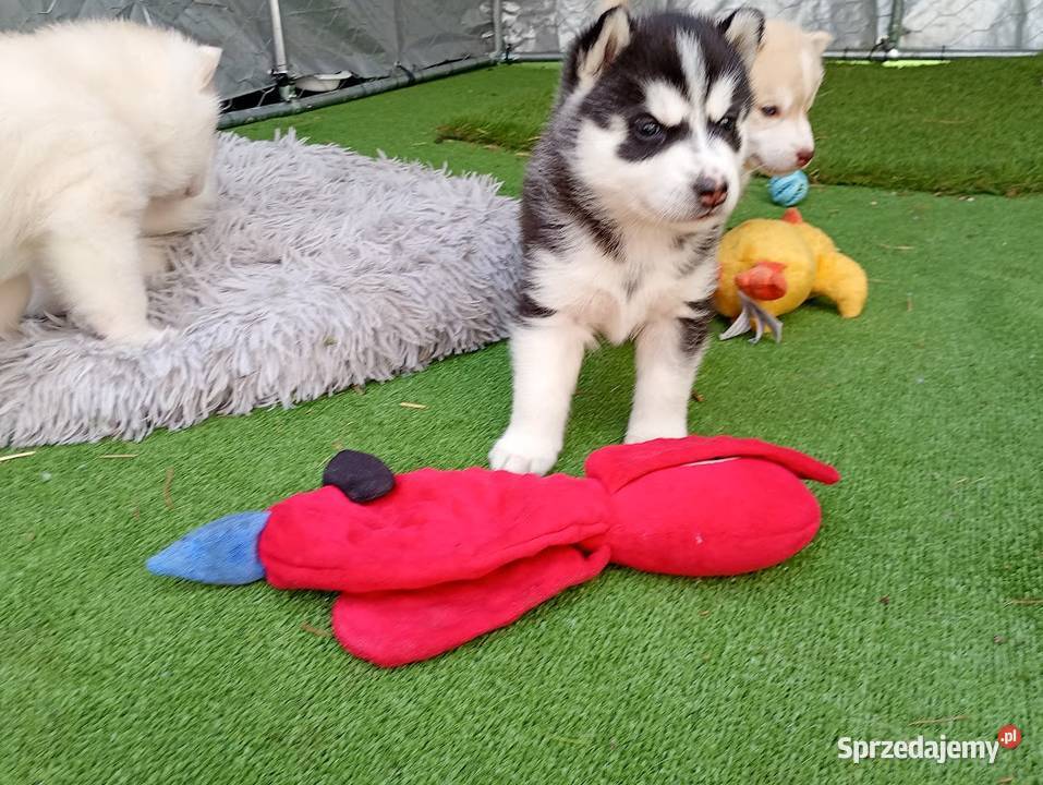 Siberian husky girl Racibórz