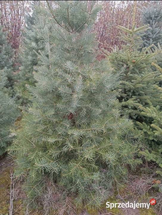 Świerk srebrny jodła kalifornijska choinka Leśnictwo