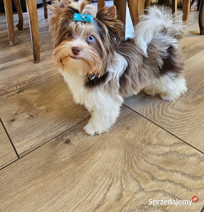 Yorkshire terrierYork Chocoberry Kobysewo sprzedam