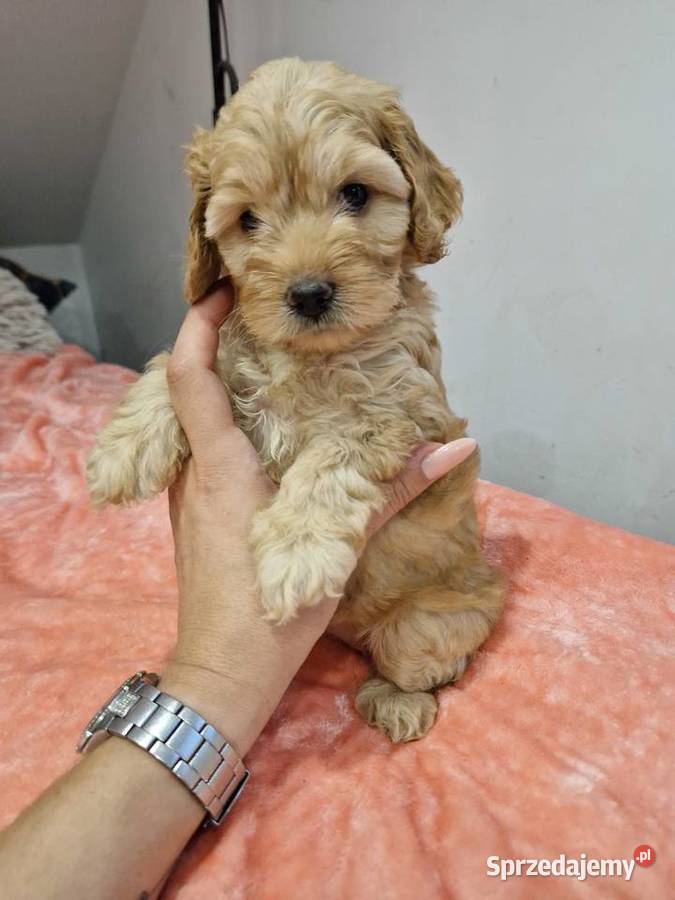 Cockapoo szczeniaki cockapoo świętokrzyskie Sandomierz