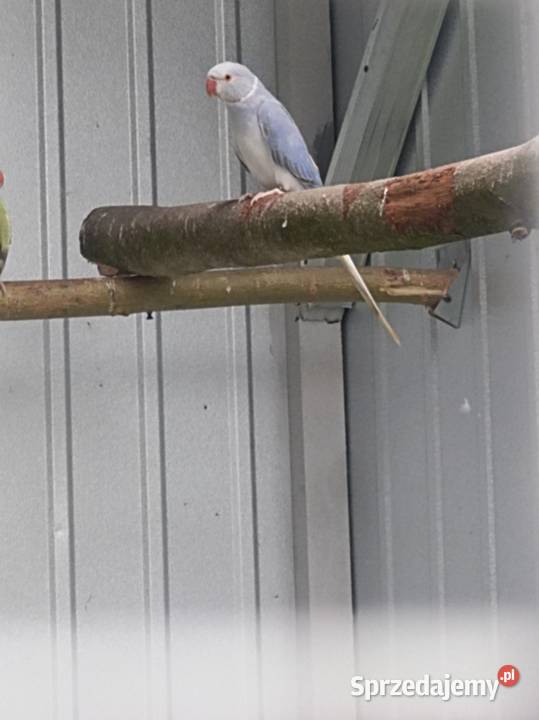 Akeksandretty obrożne Płońsk sprzedam