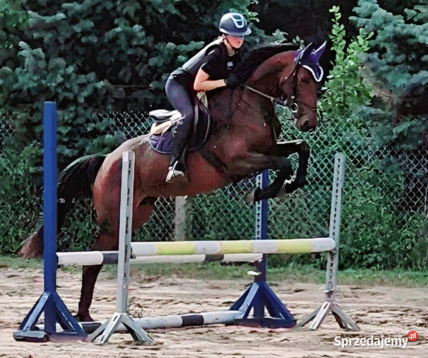 ChatGPT powiedział Młoda klacz z potencjałem Czarnków