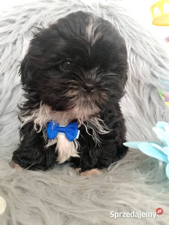 GOTOWY DO ODBIORU czarny piesek rasy ShihTzu opolskie sprzedam