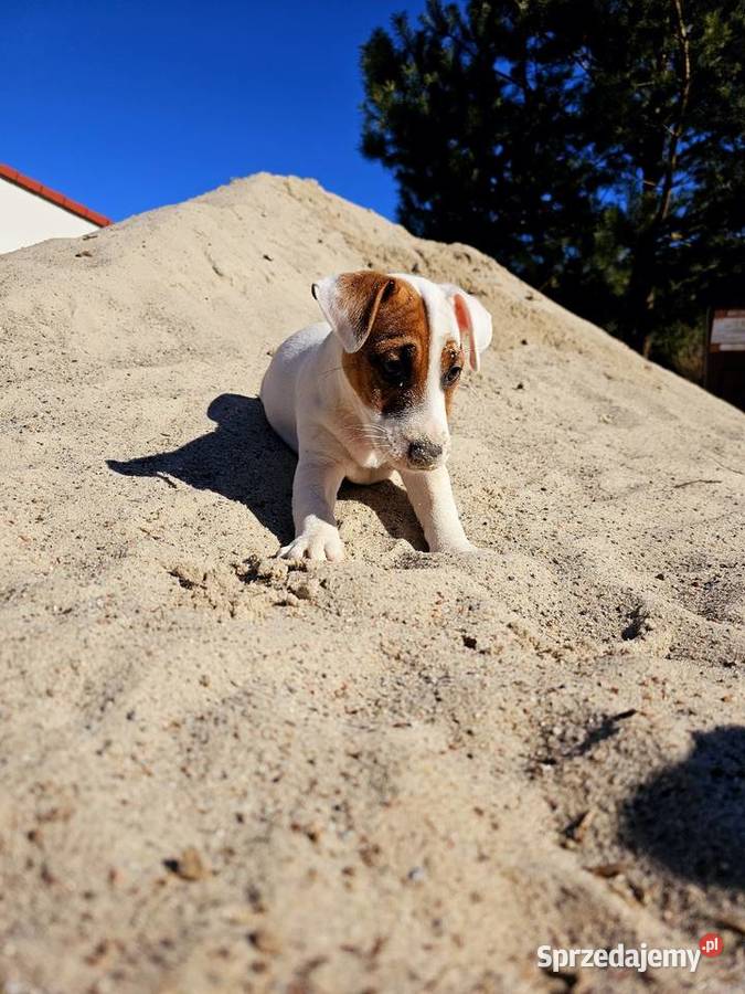Jack Russell Terrier ZKwP piesek szczeniak Santocko
