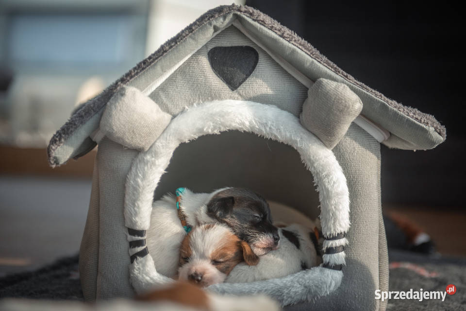 Szczenięta Jack Russell Terrier ZKwP czarnobiałe Kutno