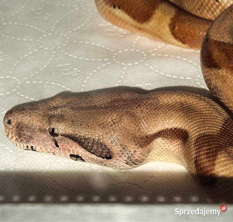 Wąż boa para śląskie Sosnowiec