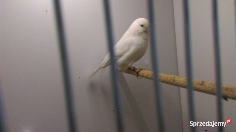 Kanarki Gloster śląskie Lubliniec sprzedam