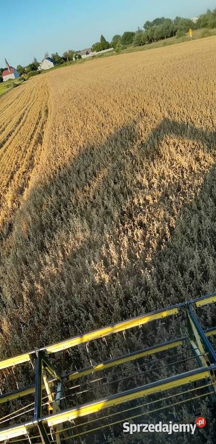 owies kujawsko-pomorskie Kotomierz