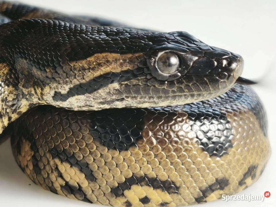 anakonda zielona młody osobnik samica Wałbrzych