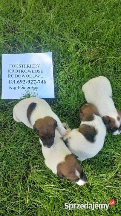 Sprzedaż kujawsko-pomorskie
