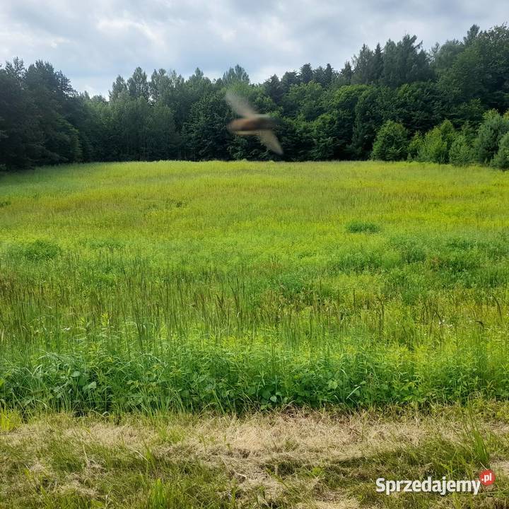 Sprzedam działka 50 ary Ignatówka gmina Biłgoraj