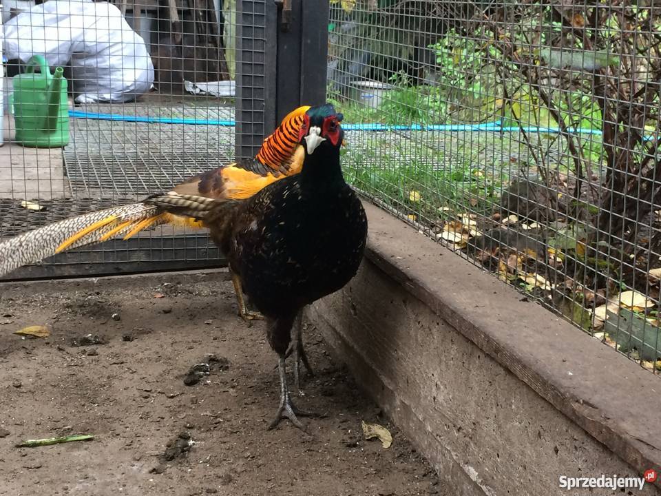 Bażant 21 Mongolski Łowny Siewierz