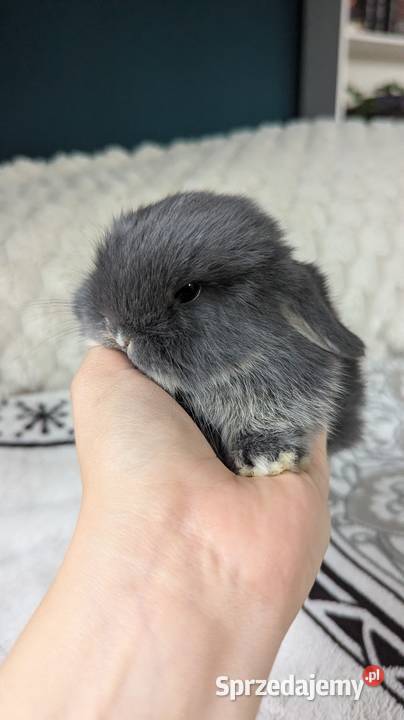 Mini lop krolik miniaturka mały karzełek baranek Biadoliny Radłowskie
