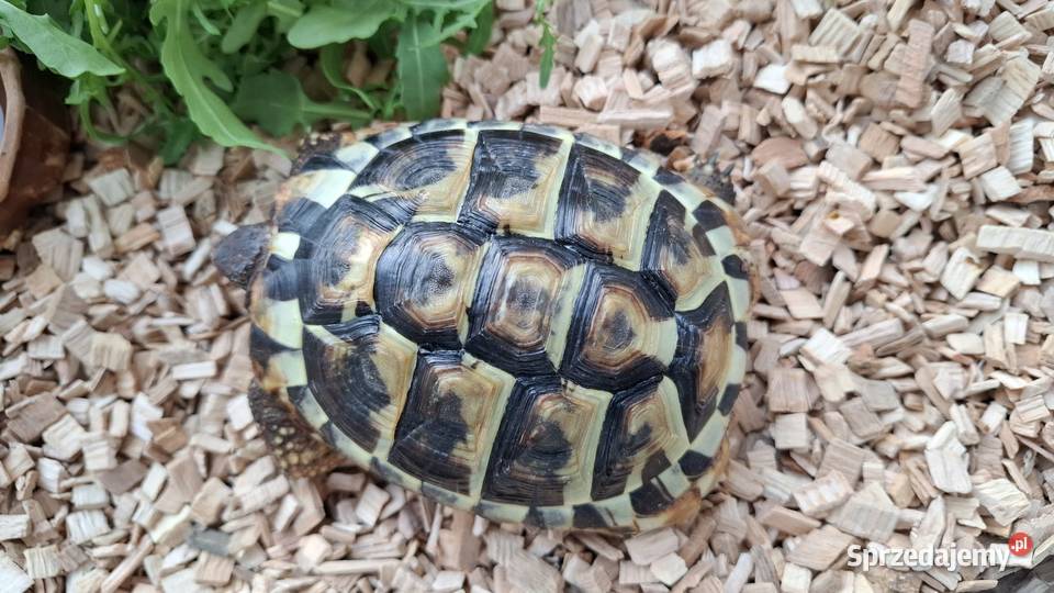 Sprzedam żółwia greckiego
