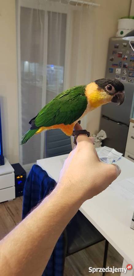 Barwinka czarnogłowa ręcznie wykarmiona Poznań